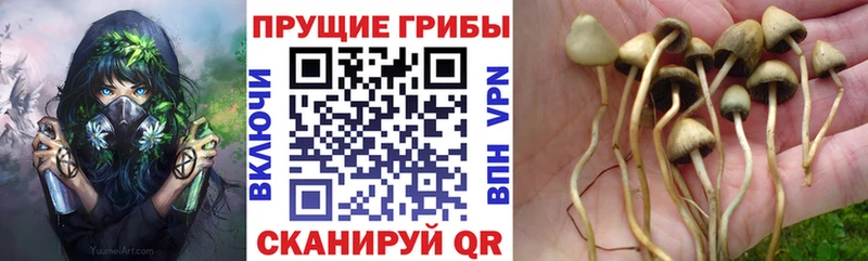 Галлюциногенные грибы GOLDEN TEACHER  Улан-Удэ 